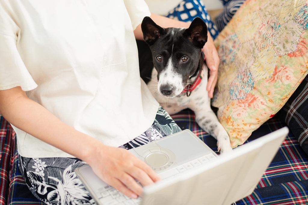 大型犬用のグッズあります